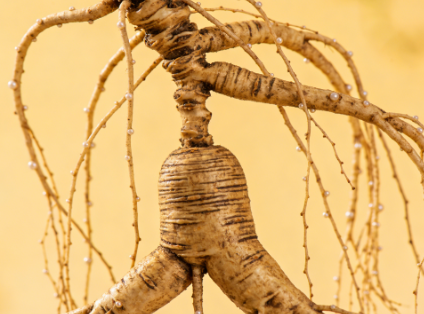 恒晟商品：生晒野山参的营养价值